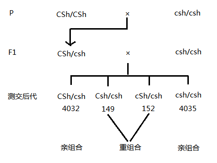 通过观察测交一代的性状表现,可知子一代的配子比例,即可知两对基因