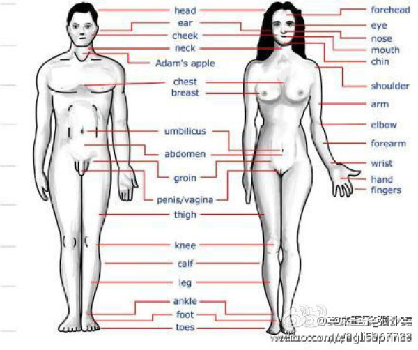 3 身体各个部位英文表示 Weixin 的博客 Csdn博客