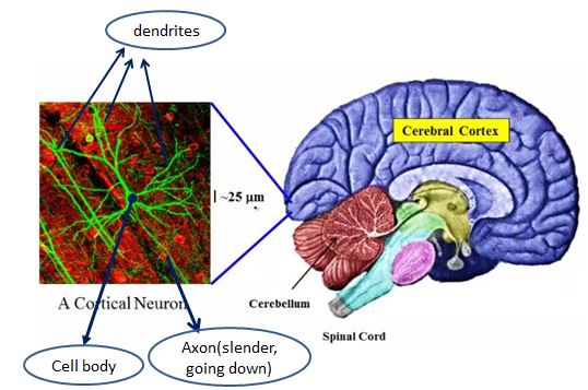 brain_cell