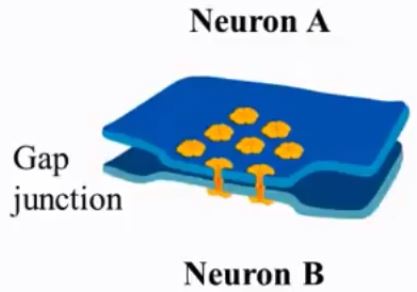 electrical_synapses