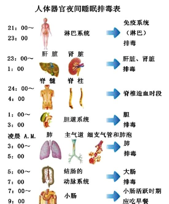 人体器官夜间睡眠排毒表