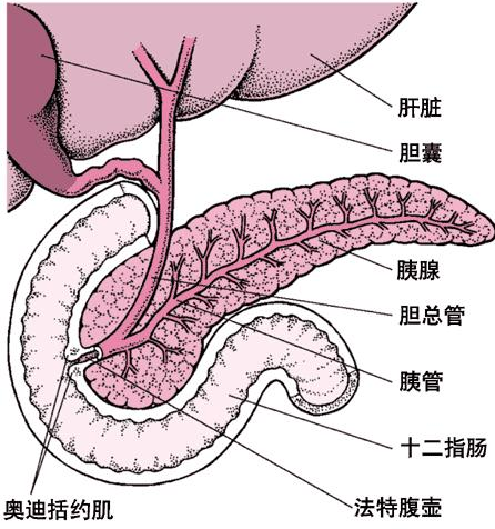 急性胰腺炎acutepancreatitisap